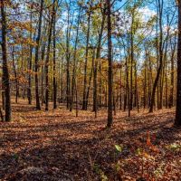 20 - Acres HUNTERS Paradise Surrounded by AR Game and Fish Hardy Arkansas images 2