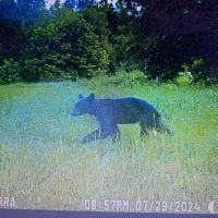 19.5 Acres in Whitfield County GA images 5