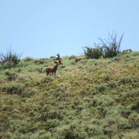 Elk Flats on Tomichi Creek images 3