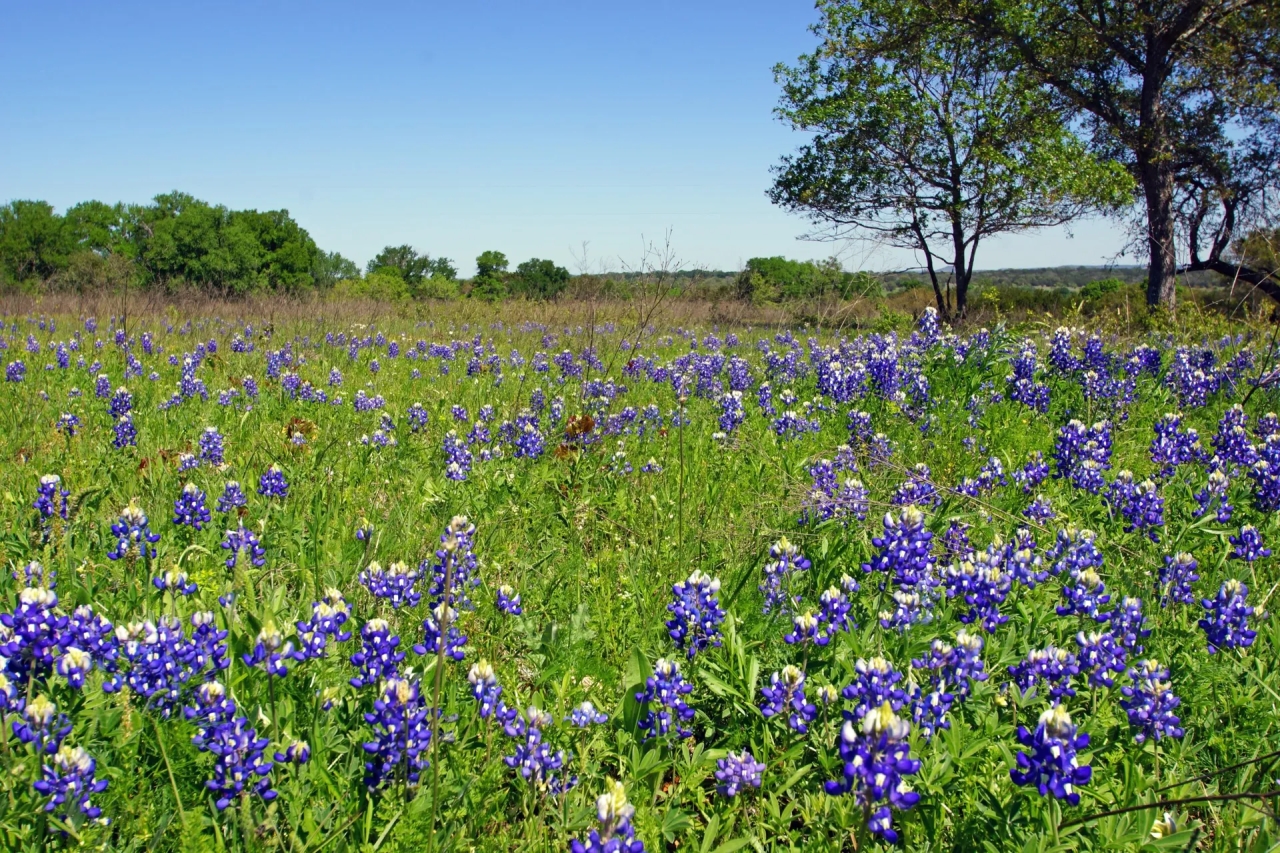 Amazing Hill Country Views Ag Exempt Briggs TX - Hunting Land for 