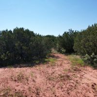 New Listing 10.01 Acres Taylor County images 2