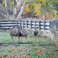 Fogerty Ranch images 3