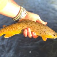 Needle Creek Ranch images 2