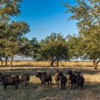 JD Ranch images 4