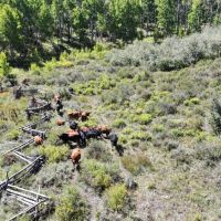 834 Acres Multiple Cabin Ponds Springs GMU 61 and 62 in Colorado images 2