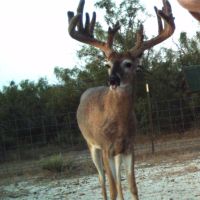South Texas LOW FENCE lease - 180-200 inch deer