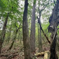 64 Acres in Scott County MS images 3