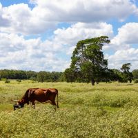 Lone Pine Ranch images 3