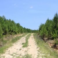 Watson Road - Sumter Tract images 2