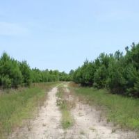 Watson Road - Sumter Tract images 3