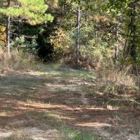 175 Acres Hunting and Timberland for Sale Franklin Co. MS images 3
