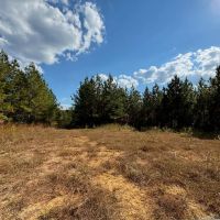 175 Acres Hunting and Timberland for Sale Franklin Co. MS images 4