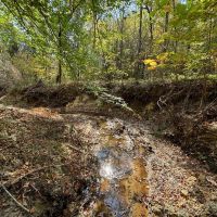 175 Acres Hunting and Timberland for Sale Franklin Co. MS images 5