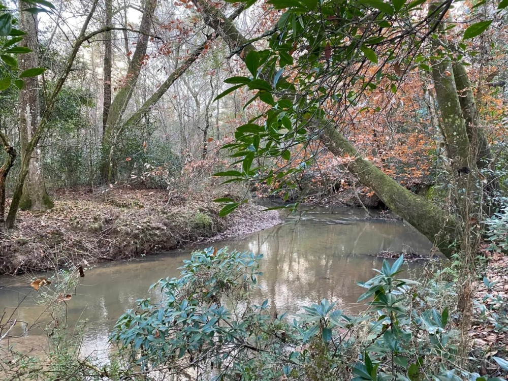 281.90 Acres in Amite County MS featured image
