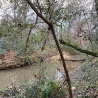 281.90 Acres in Amite County MS images 3