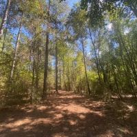 75 acres- Mature Timber- Salem School District images 4