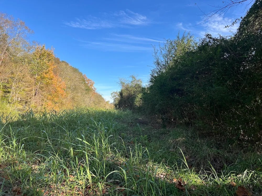 Sutton Timber And Recreation Parcel featured image