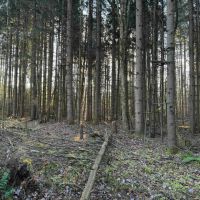 4.7 acre Building Lot and Recreational Land near Bush Hill State Forest in Franklinville NY 837 Palmer Rd images 5
