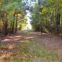 Autauga County 320 Acres images 5