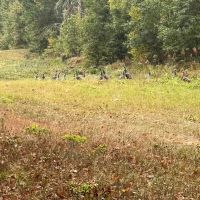 Union Texas Road Tract Bossier Parish - 140 Acres