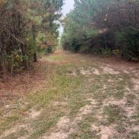 Union Texas Road Tract Bossier Parish - 140 Acres images 2