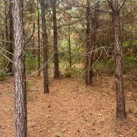 Union Texas Road Tract Bossier Parish - 140 Acres images 3