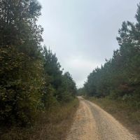 Union Texas Road Tract Bossier Parish - 140 Acres images 5