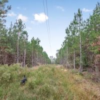 Hunting Property Homesite in Lincoln County images 2