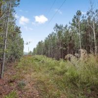 Hunting Property Homesite in Lincoln County images 4