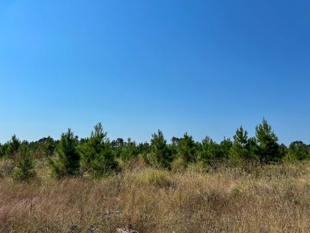 1 726 Acres Neches River Front featured image