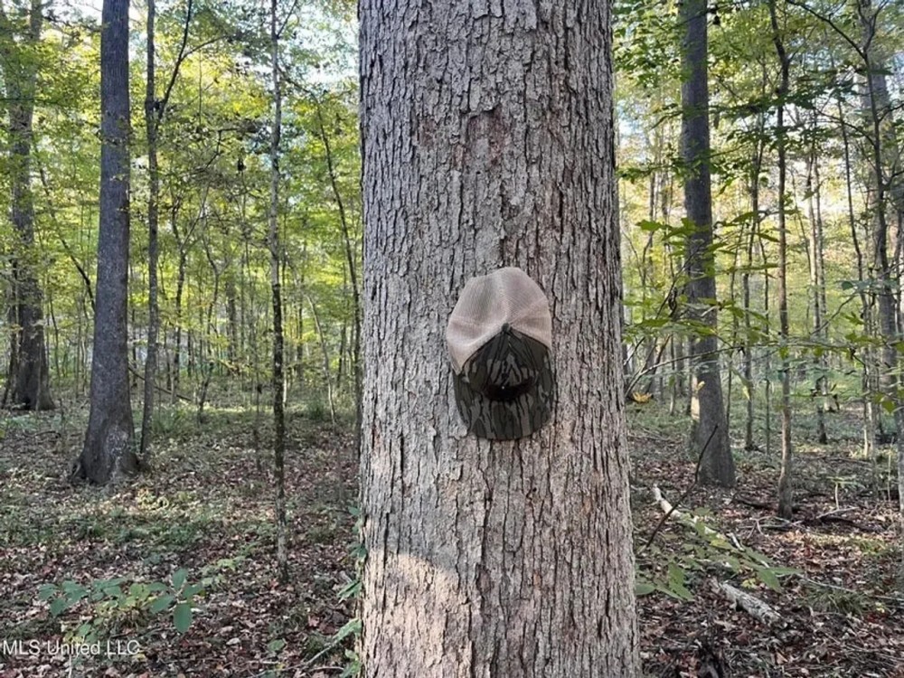 Great Hunting Tract in Bolton MS for Sale featured image