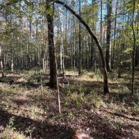 Great Hunting Tract in Bolton MS for Sale images 2