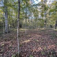 Great Hunting Tract in Bolton MS for Sale images 3