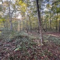 Great Hunting Tract in Bolton MS for Sale images 4