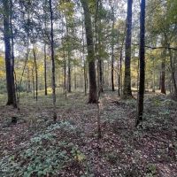 Great Hunting Tract in Bolton MS for Sale images 5
