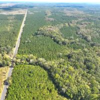 1 901 - Ac White Oak Timberland Tract in Camden County GA images 2