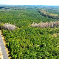 1 901 - Ac White Oak Timberland Tract in Camden County GA images 3