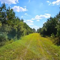 1 901 - Ac White Oak Timberland Tract in Camden County GA images 4