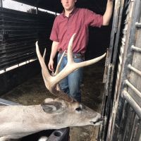 Stdeer