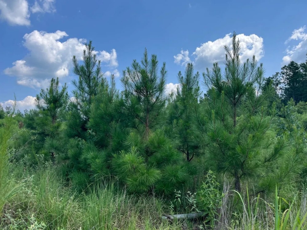 30 - Acres for Sale Bienville LA featured image