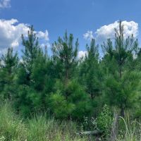 30 - Acres for Sale Bienville LA