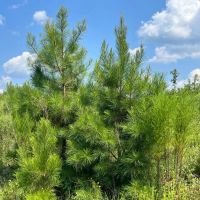 30 - Acres for Sale Bienville LA images 2