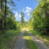30 - Acres for Sale Bienville LA images 4
