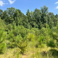 30 - Acres for Sale Bienville LA images 5