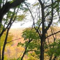 40 Acre Wooded Parcel 50155900