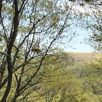 40 Acre Wooded Parcel 50155900 images 3