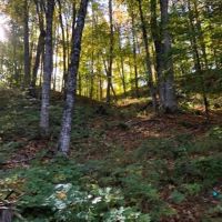 40 Acre Wooded Parcel 50155900 images 5