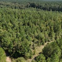 LA - Ouachita 53 acres - images 3