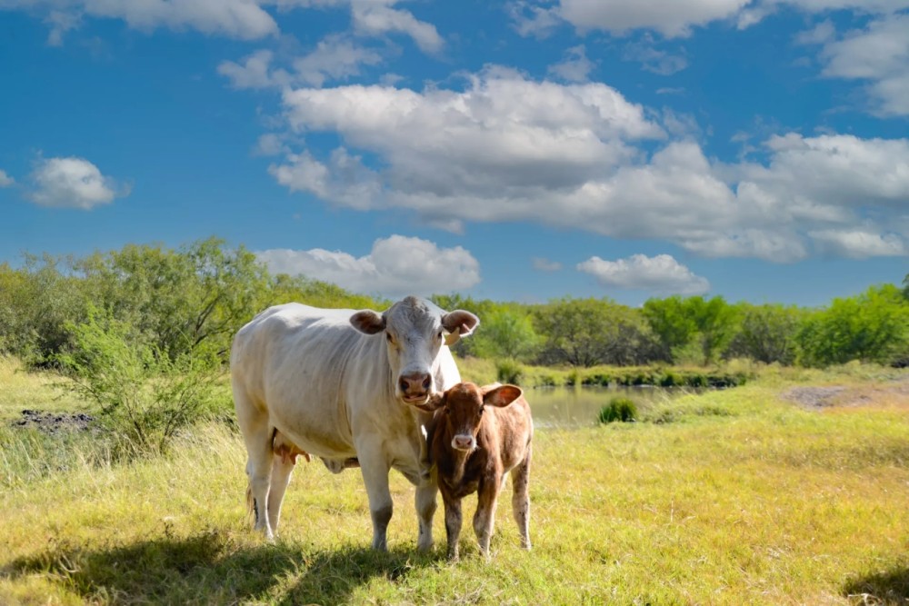 Quinta Creek Ranch featured image