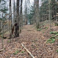 65 acres Hunting Land and Recreational Land with Stream in Deposit NY 645 Big Hollow Rd images 2